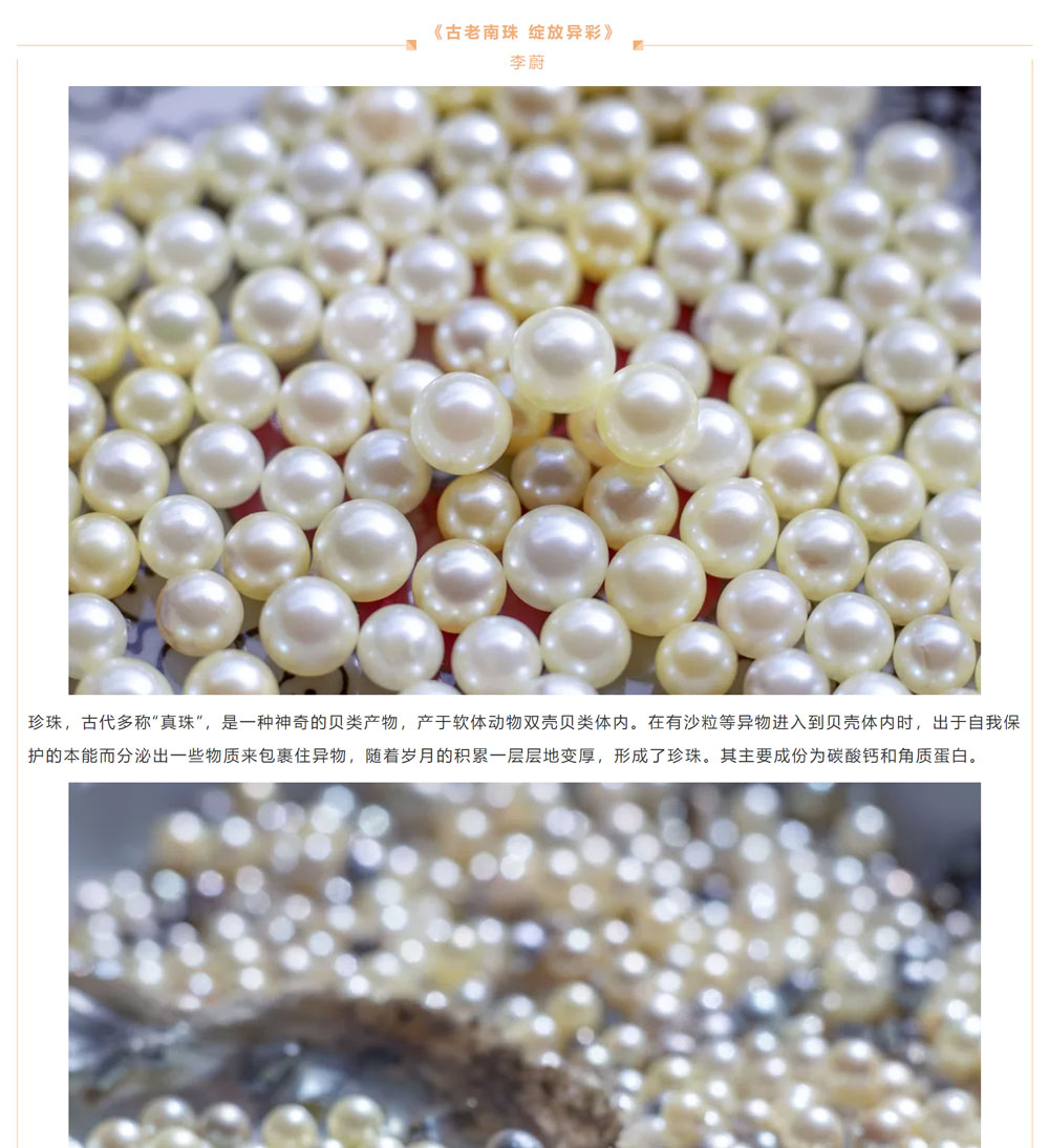 古老南珠，綻放異彩
